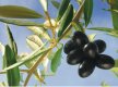 Inmitten von Olivenbaumplantagen und Perückensträuchern
